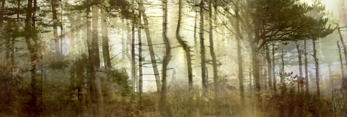 Lisa Holden - Pine Forest (from Series "Constructed Landscapes") Lisa Holden - Pine Forest (from Series "Constructed Landscapes")