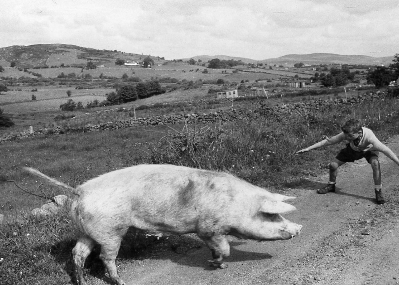 Brian Seed - Boy with Wayward Pig, Ulster, Ireland Brian Seed - Boy with Wayward Pig, Ulster, Ireland
