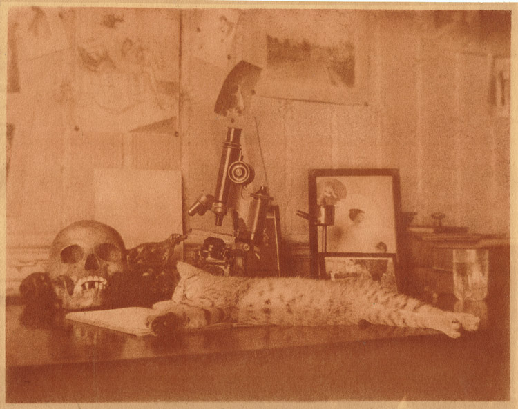 Anonymous - Vanities: Cat Stretched out on Desk with Skull, Microscopes, Photographs, Bronze of a Dog and a Glass of Water