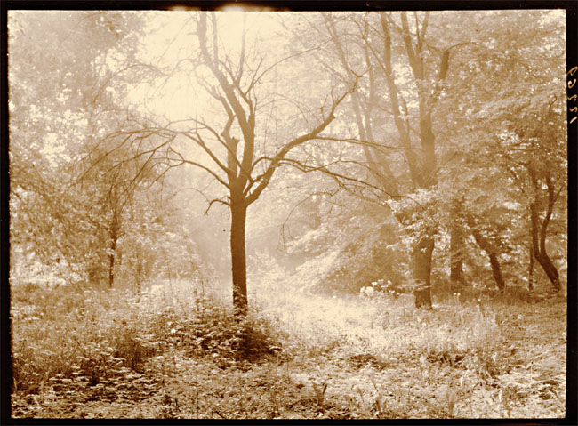 Leonard Misonne - The Bare Tree Leonard Misonne - The Bare Tree