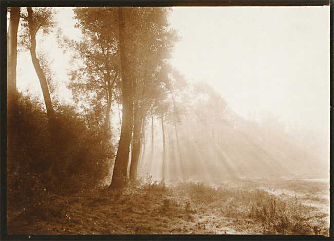 Leonard Misonne - Light and Trees Leonard Misonne - Light and Trees