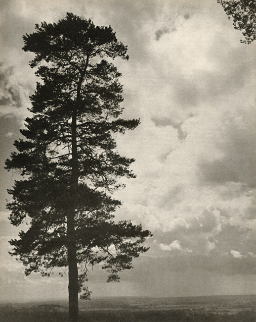 Laure Albin-Guillot - Silhouette of Tree Against Sky Laure Albin-Guillot - Silhouette of Tree Against Sky