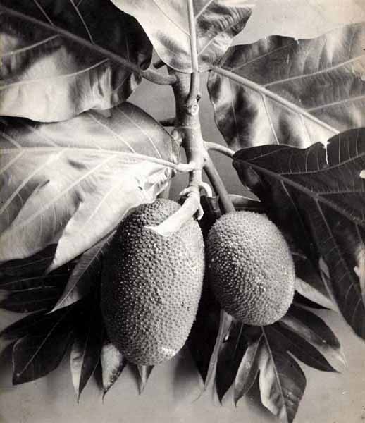 Anonymous - Breadfruit Plant, Ceylan Anonymous - Breadfruit Plant, Ceylan