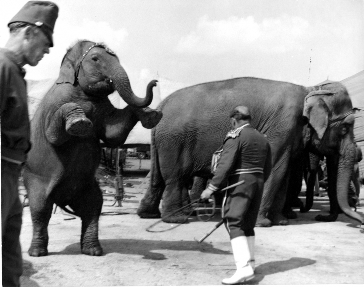 Kenneth Heilbron - Untitled (Trainer and Elephant) Kenneth Heilbron - Untitled (Trainer and Elephant)