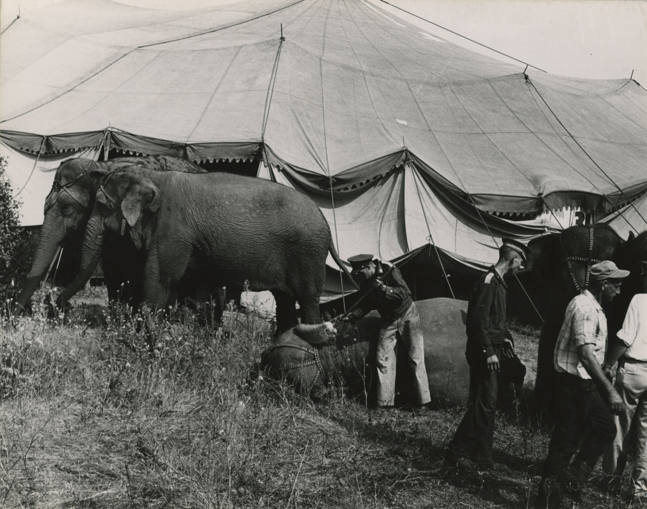 Kenneth Heilbron - Tent and Elephants Kenneth Heilbron - Tent and Elephants