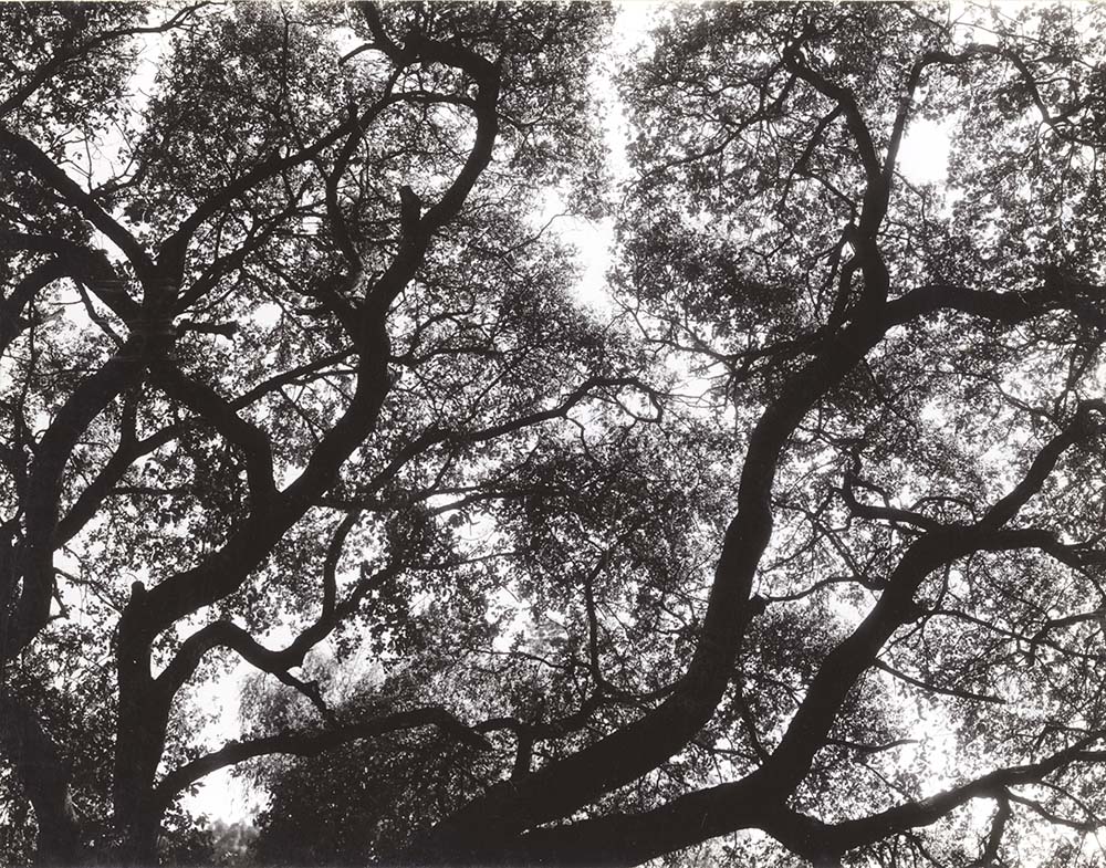 Merg Ross - Tree, Tilden Park, Berkeley Merg Ross - Tree, Tilden Park, Berkeley