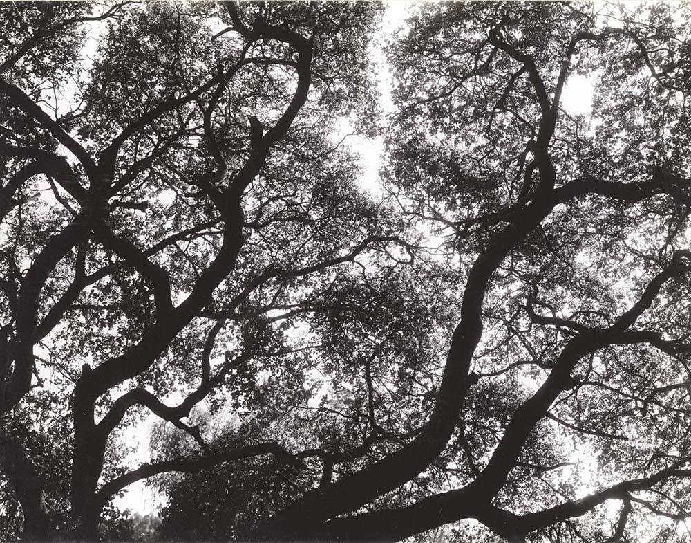 Photo Detail - Merg Ross - Tree, Tilden Park, Berkeley