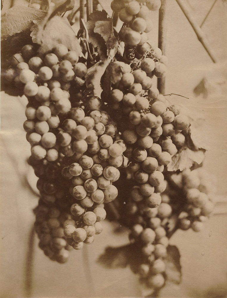 Charles Aubry - Cluster of Grapes (Grappe de Raisin) Charles Aubry - Cluster of Grapes (Grappe de Raisin)