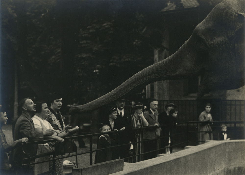 Anonymous (German) - Greeting the Elephant Anonymous (German) - Greeting the Elephant