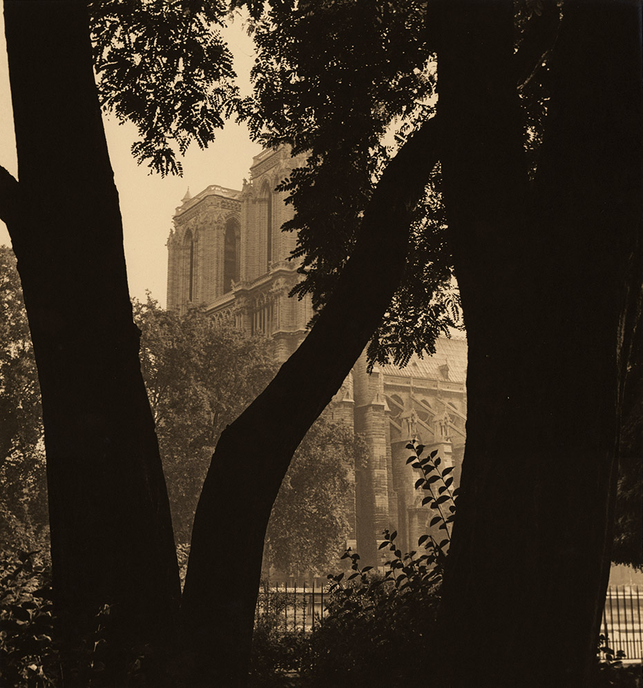 Albert Monier - Tree and Notre Dame, Paris