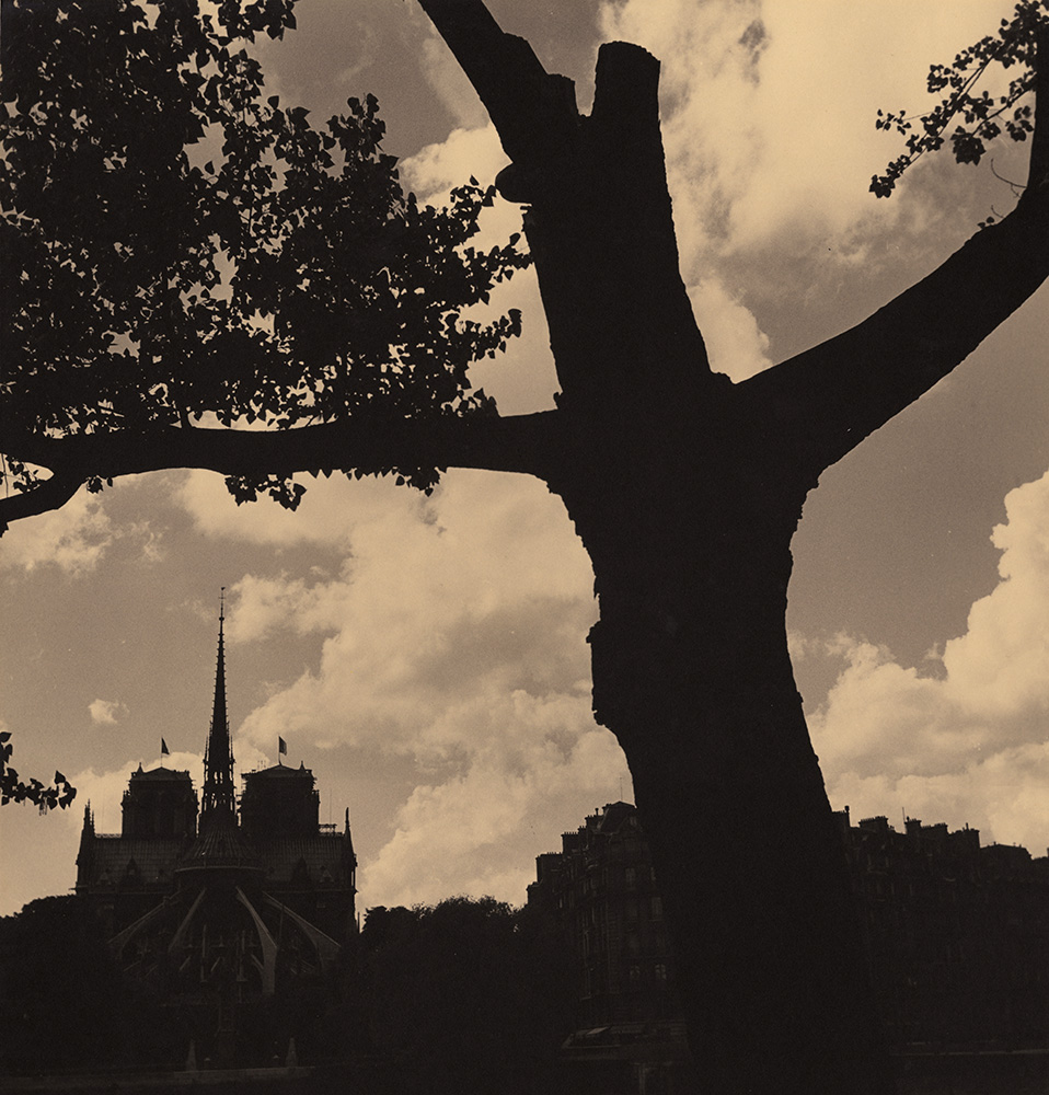 Albert Monier - Tree in Back of Notre Dame, Paris