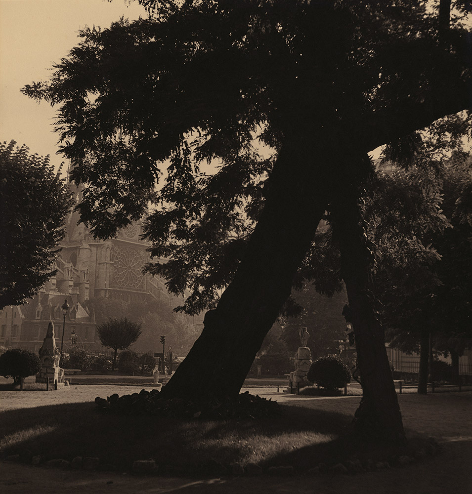 Albert Monier - Tree and Notre Dame, Paris Albert Monier - Tree and Notre Dame, Paris