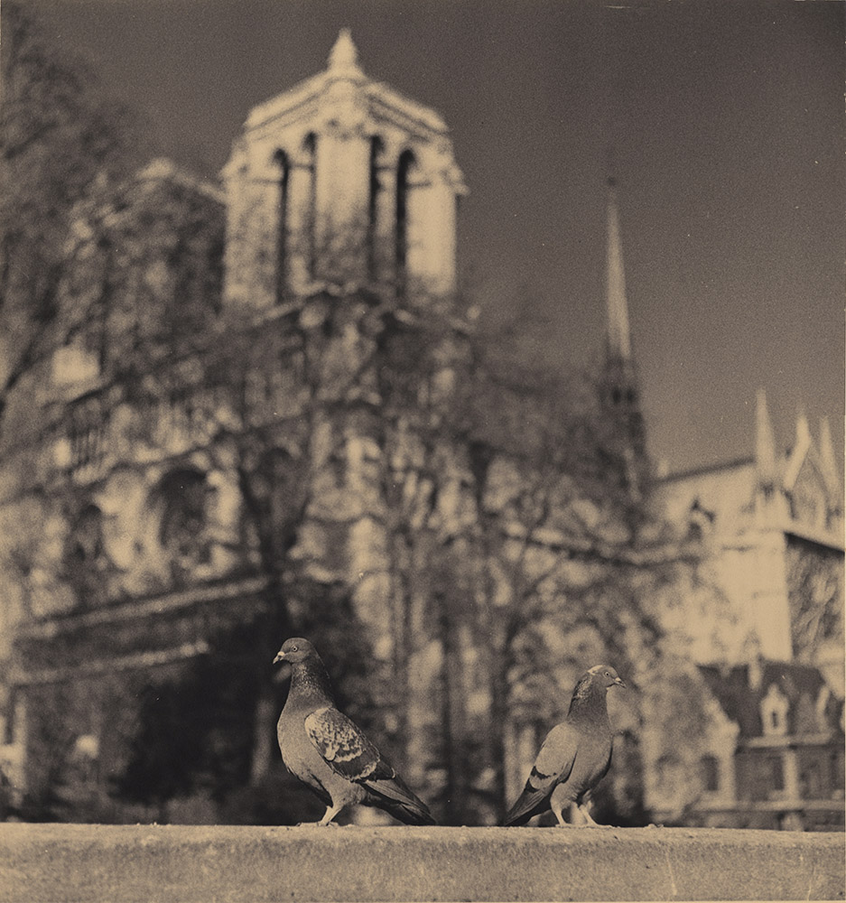 Albert Monier - Pigeons in Front of Notre Dame, Paris Albert Monier - Pigeons in Front of Notre Dame, Paris