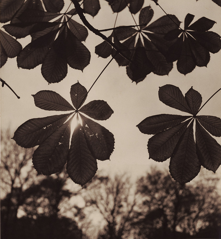 Albert Monier - Chestnut Tree Leaves