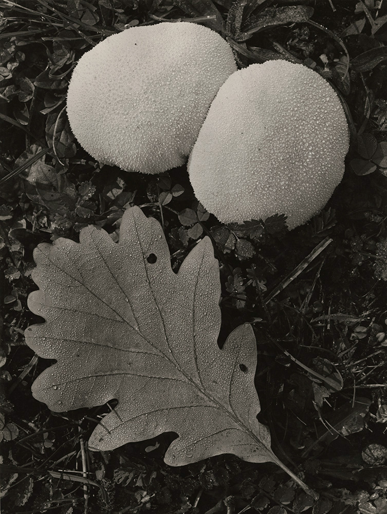 Anonymous - Oak Leaf and Mushrooms