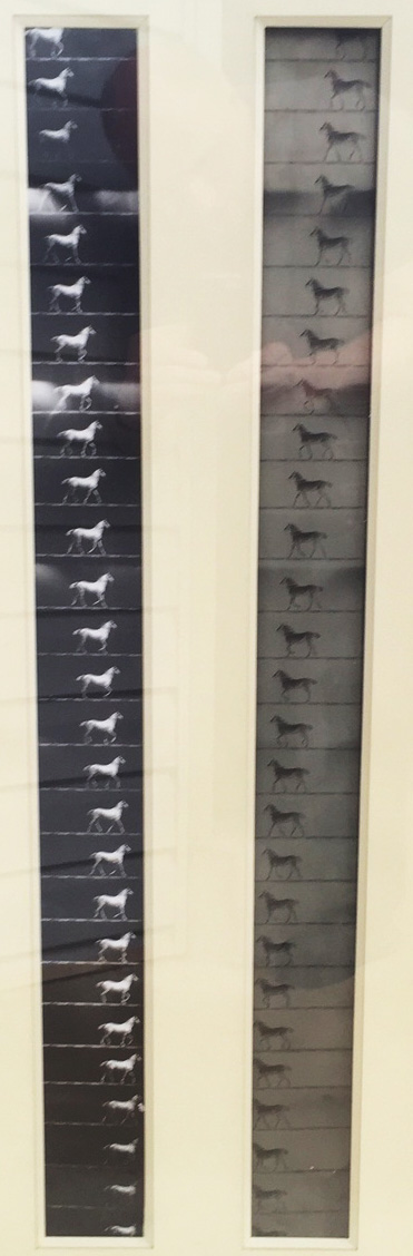 Photo Detail - Etienne-Jules Marey - Film Strip of a White Horse Photo Detail - Etienne-Jules Marey - Film Strip of a White Horse