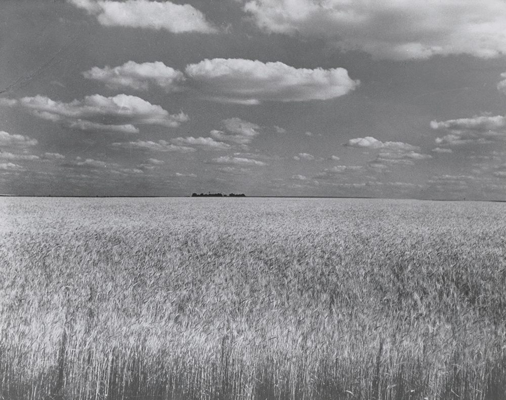 Photo Detail - David E Sherman - Wheat Field Photo Detail - David E Sherman - Wheat Field