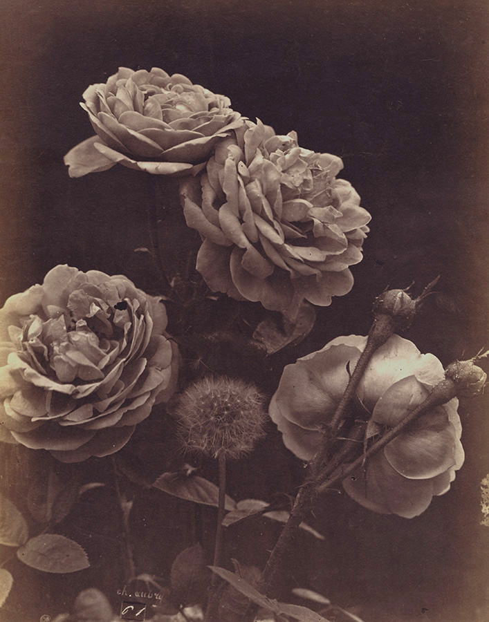 Charles Hippolyte Aubry - Four Roses and a Dandelion Charles Hippolyte Aubry - Four Roses and a Dandelion