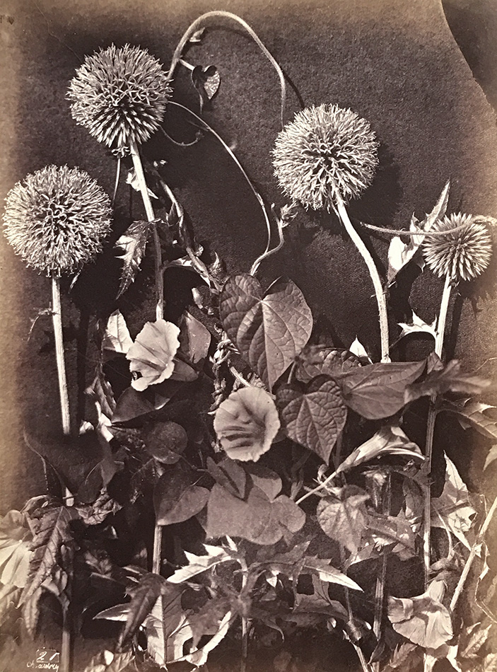 Charles Hippolyte Aubry - Morning Glory and Thistles Charles Hippolyte Aubry - Morning Glory and Thistles