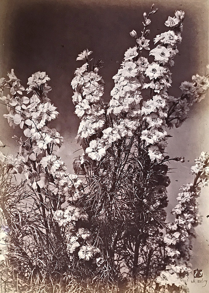 Photo Detail - Charles Hippolyte Aubry - Large Bellflowers (Campanule à Grosses Fleurs)