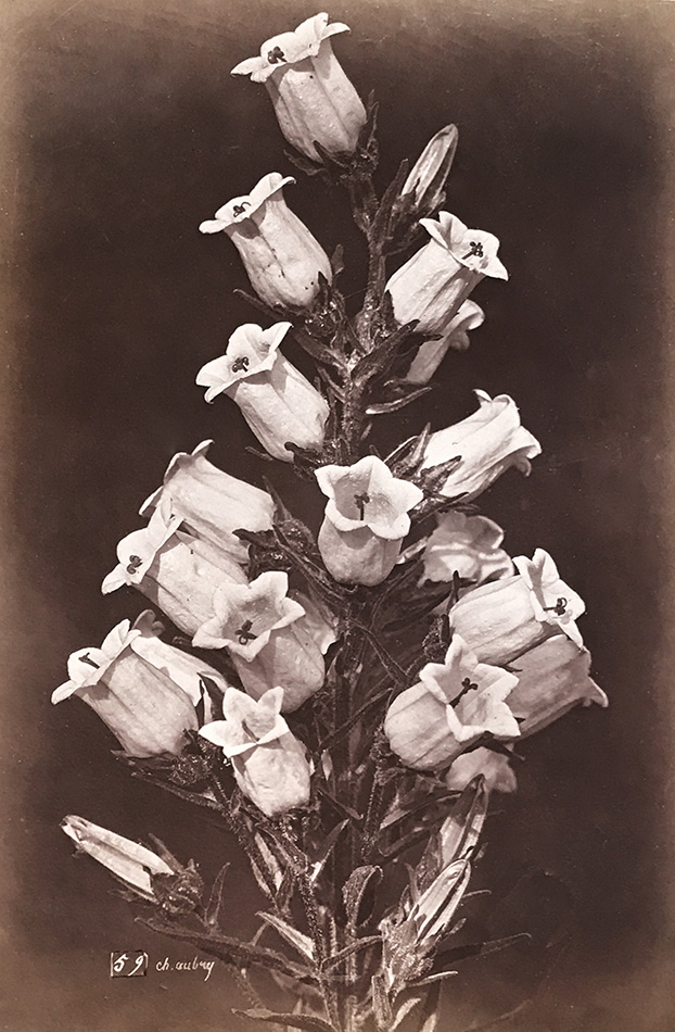 Charles Hippolyte Aubry - Large Bellflowers (Campanule) Charles Hippolyte Aubry - Large Bellflowers (Campanule)
