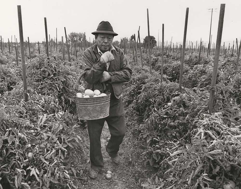 Bill Owens - Tomatoes, Brentwood, CA