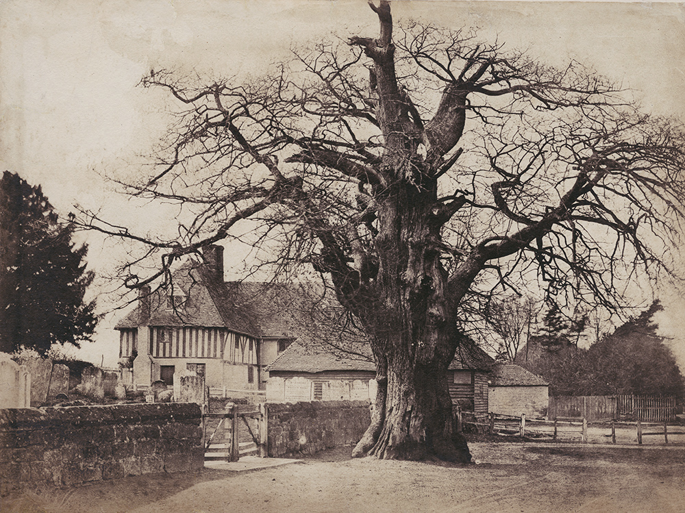 Benjamin Brecknell Turner - The Oak Tree in Winter, Hawkhurst, Kent, UK