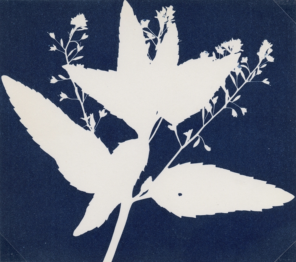antoinette putman cramer - Flowering Botanical Specimen
