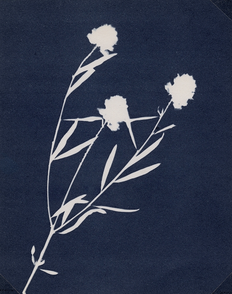 antoinette putman cramer - Flowering Botanical Specimen (Polygala sanguinea)