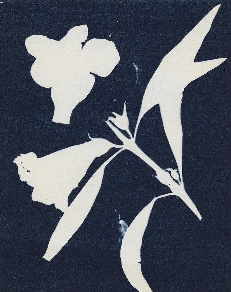 antoinette putman cramer - Flowering Botanical Specimen (Smooth false foxglove, yellow)