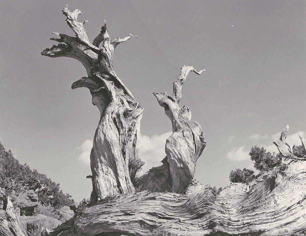 William Edward Dassonville - Gnarled Tree in High Sierra
