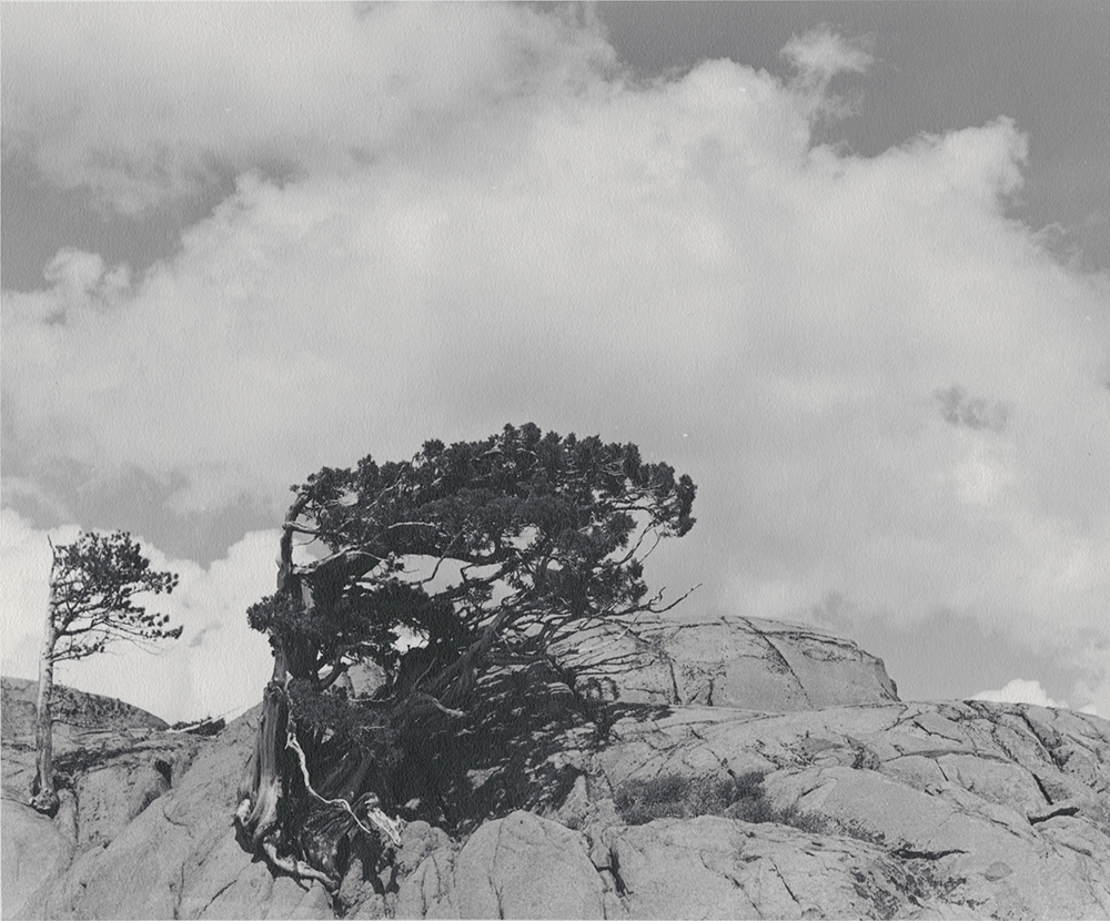 William Edward Dassonville - Wind Swept Tree in High Sierra William Edward Dassonville - Wind Swept Tree in High Sierra