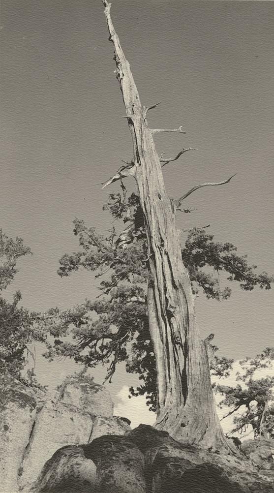 Photo Detail - William Edward Dassonville - Ancient Bristlecone Pine Tree in the High Sierra
