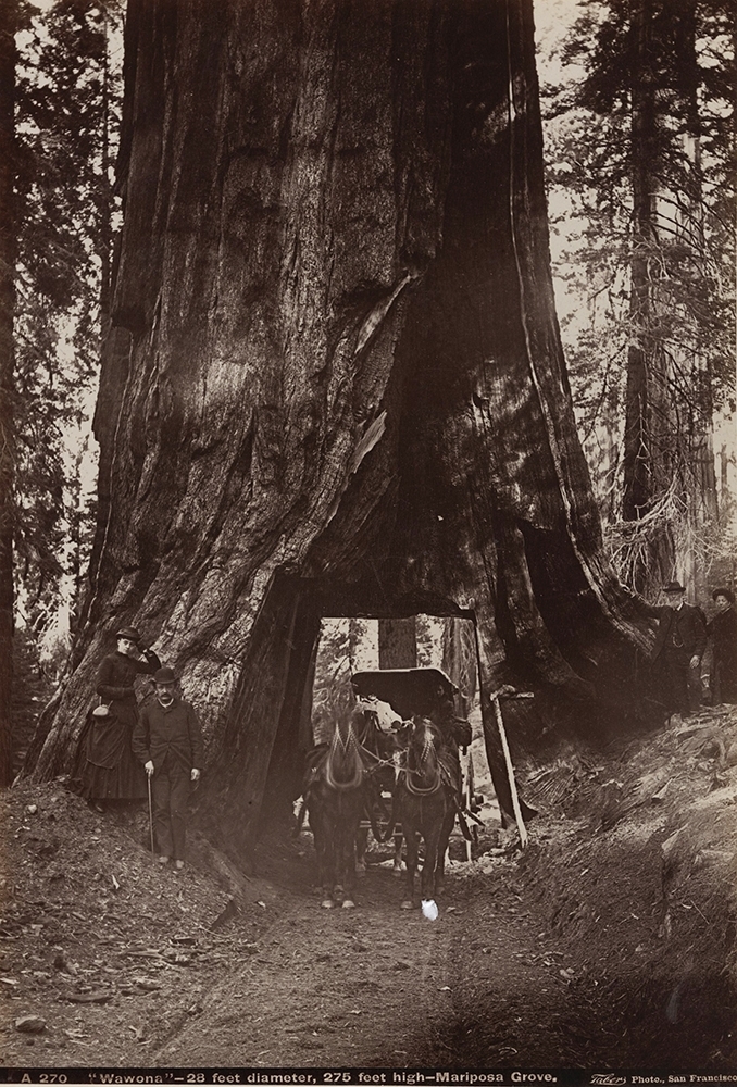 Isaiah West Taber - Wawona (Giant California Redwood)