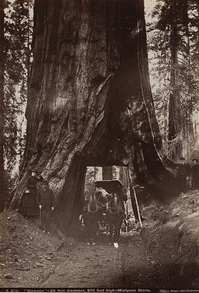 Isaiah West Taber - Wawona (Giant California Redwood) Isaiah West Taber - Wawona (Giant California Redwood)