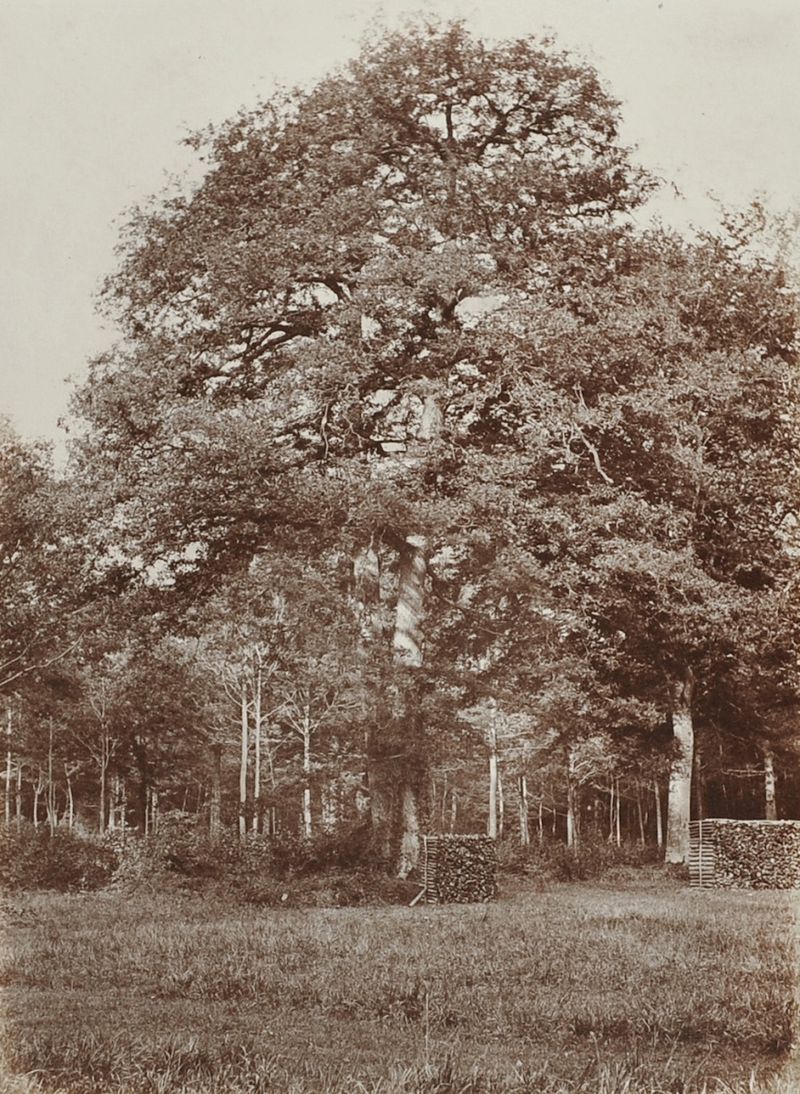 Circle of Le Secq - Study of Trees Circle of Le Secq - Study of Trees