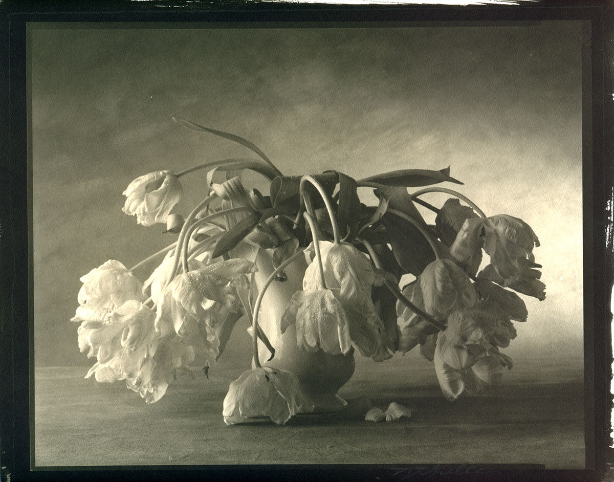 Thomas John Shillea - Parrot Tulips Thomas John Shillea - Parrot Tulips