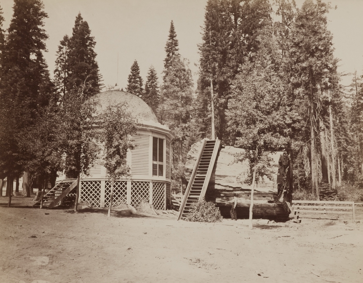 Charles Leander - The Original Big Tree, 32 feet diameter. Calaveras Grove, 1864. Charles Leander - The Original Big Tree, 32 feet diameter. Calaveras Grove, 1864.