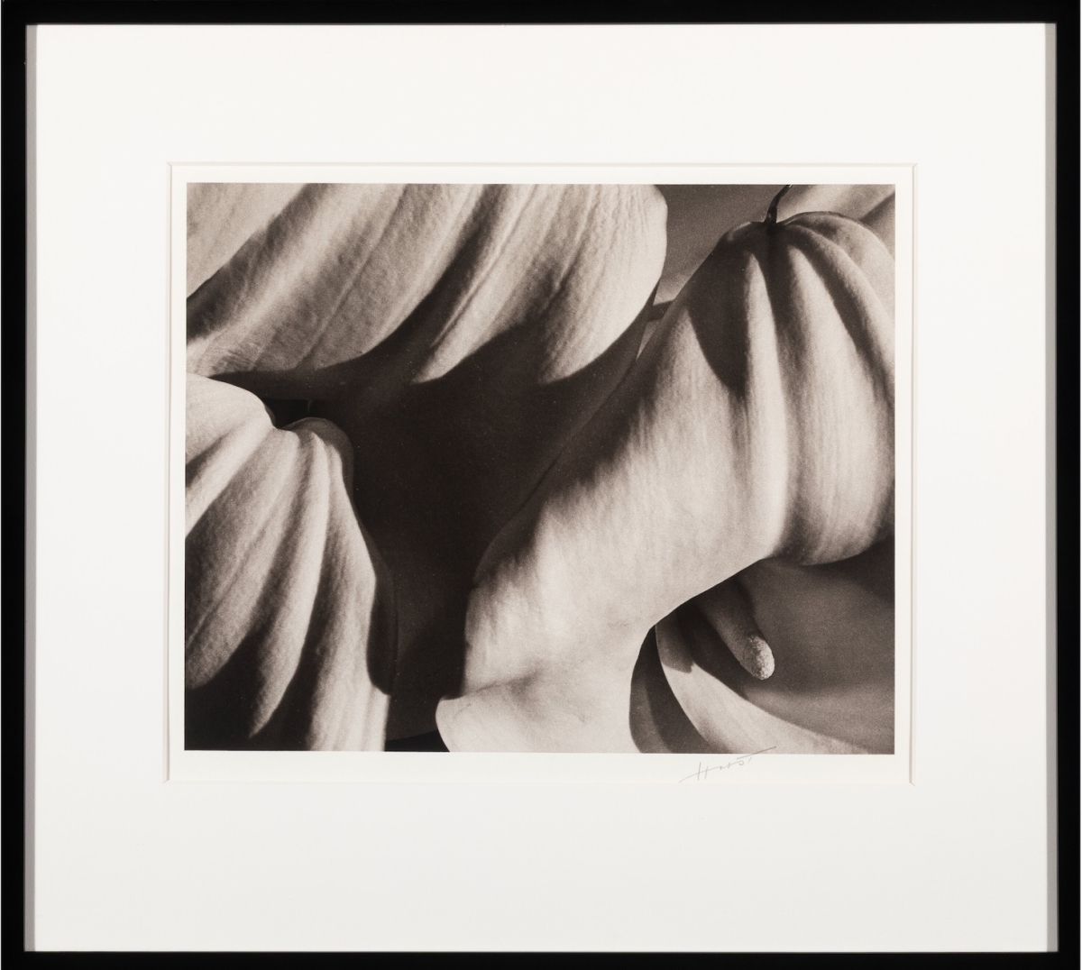 Photo Detail - Horst P. Horst - Richardia Africana (Calla Lily)