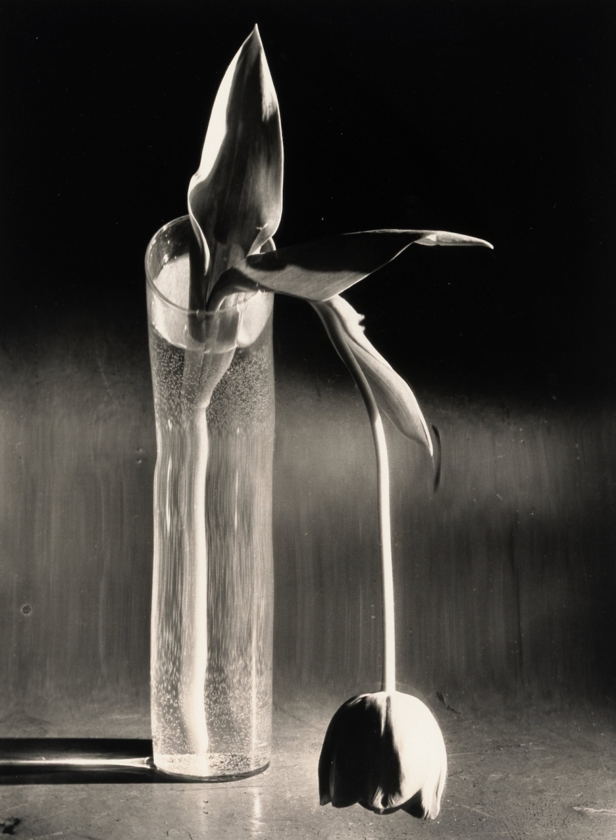 Andre Kertesz - Melancholic Tulip Andre Kertesz - Melancholic Tulip