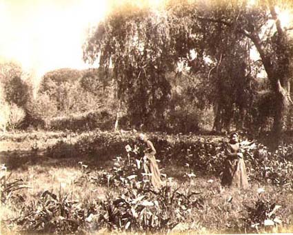 Anonymous - Women Gathering Calla Lilies