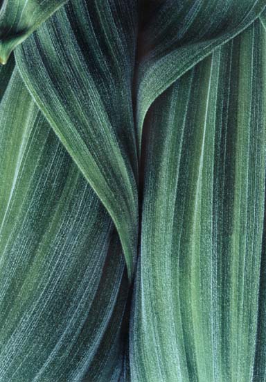 Eddie Soloway - Corn Lily Detail