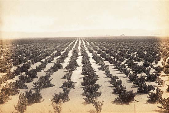 Isaiah West Taber - Vineyard, Livermore, Alameda Co., Cal. Isaiah West Taber - Vineyard, Livermore, Alameda Co., Cal.