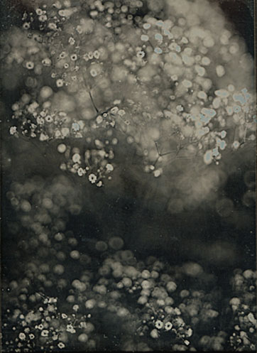 Photo Detail - Jerry Spagnoli - Two Botanical Studies Photo Detail - Jerry Spagnoli - Two Botanical Studies