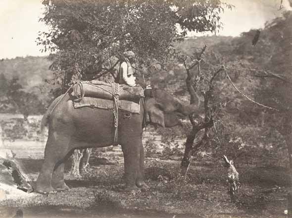 Anonymous - Elephant Tearing at a Tree