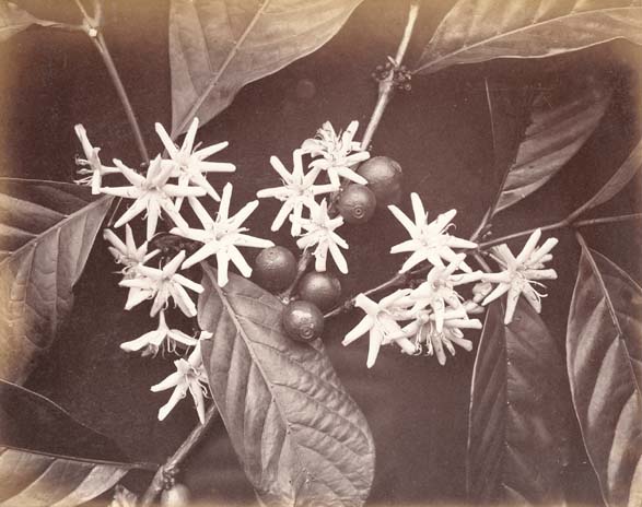 Charles Scowen & Company - Liberian Coffee Blossom Charles Scowen & Company - Liberian Coffee Blossom