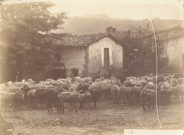 Anonymous - Barbizon Nature Study of Sheep Anonymous - Barbizon Nature Study of Sheep