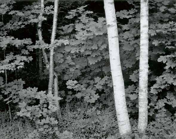 Photo Detail - John Sexton - Birch Trees, Rockport, Maine