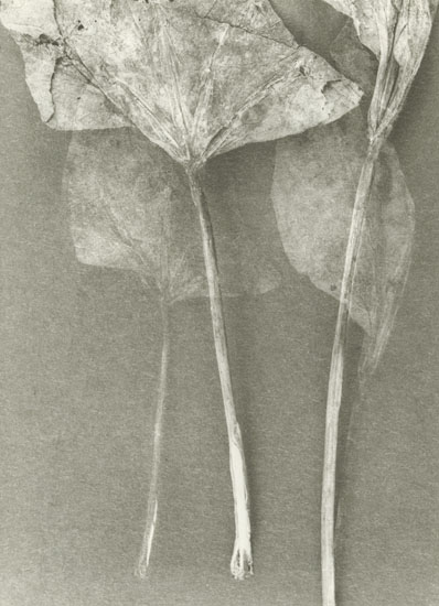 Photo Detail - Ludek Vojtechovsky - Untitled (Stems)