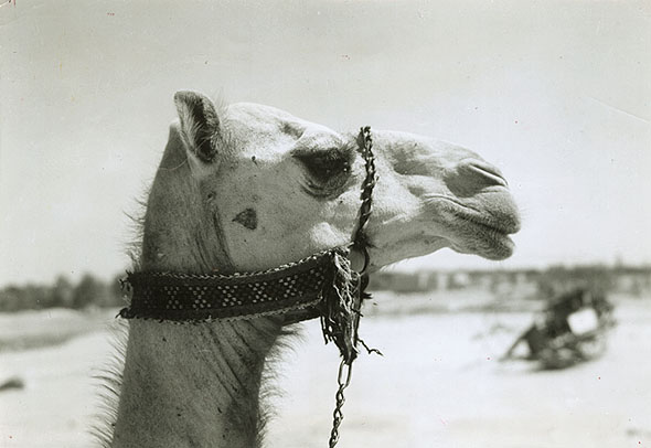 Harold Corsini - A Camel, Nedj, Saudi Arabia